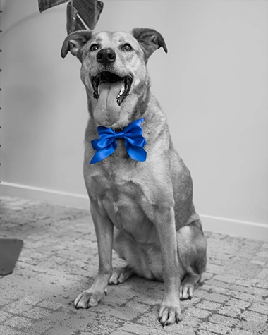 Photo de Madame Molly