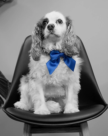 Photo de Madame Rose